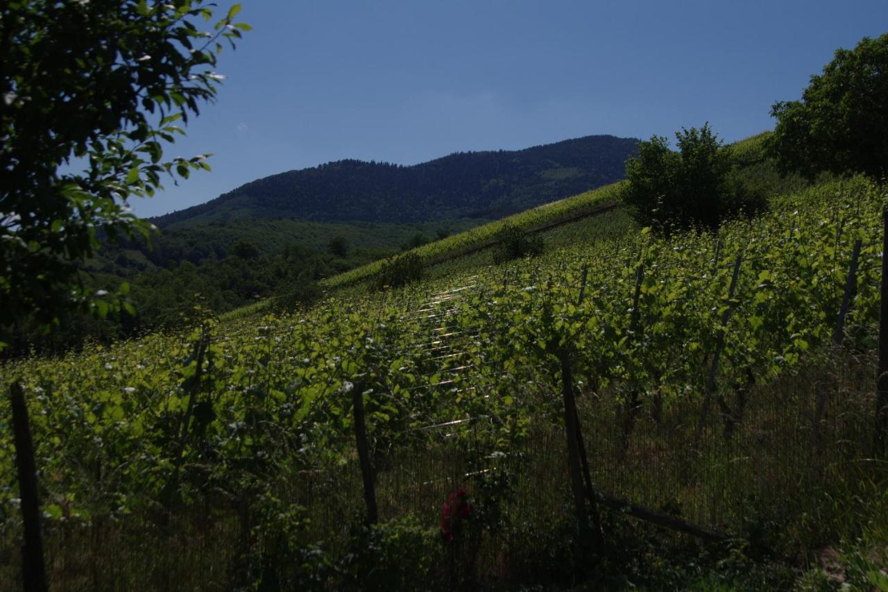 Gite De Charme Au Coeur Du Vignoble Alsacien Bernardvillé Exteriör bild